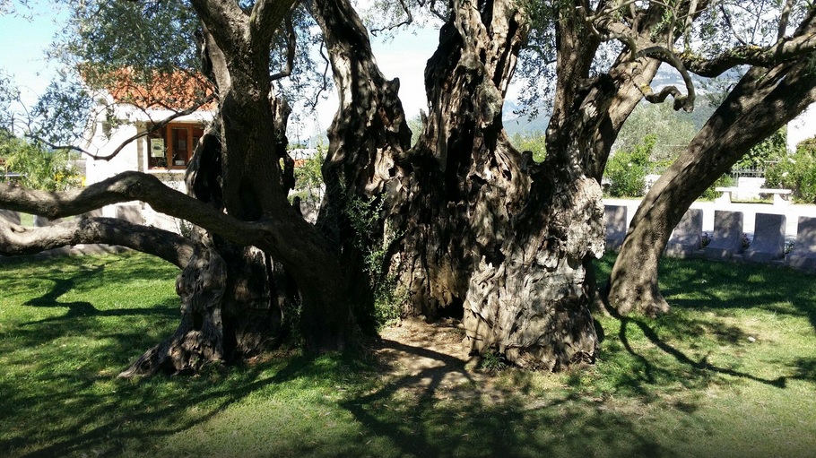 More Then 2000 Years Old Olive Tree